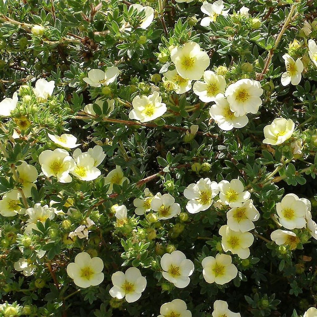 Potentilla fruticosa Creamissima