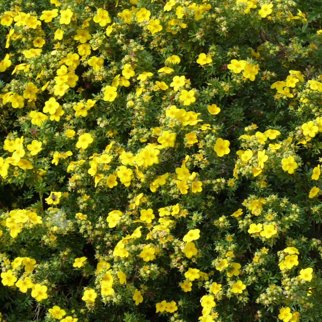 Potentilla fruticosa Goldfinger - Potentille arbustive.