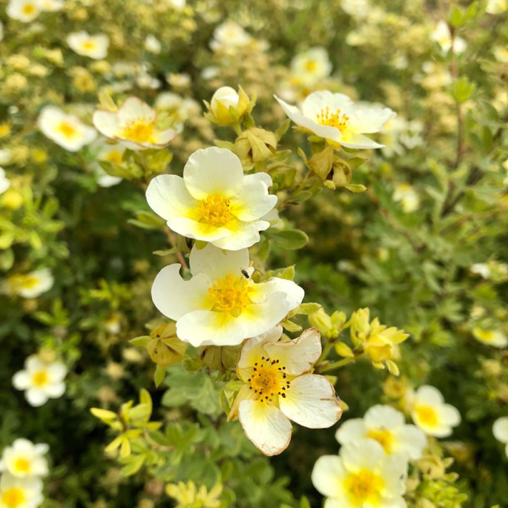 Potentilla fruticosa Limelight