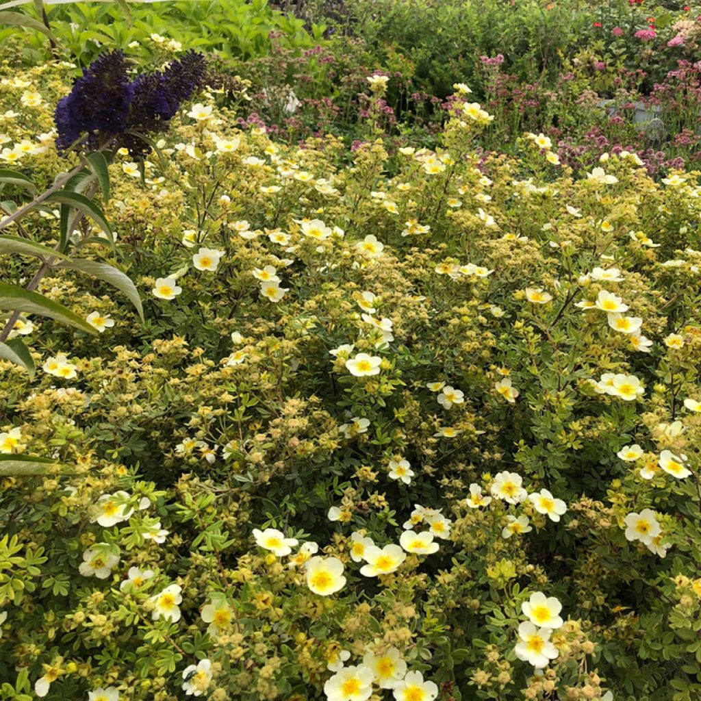 Potentilla fruticosa Limelight