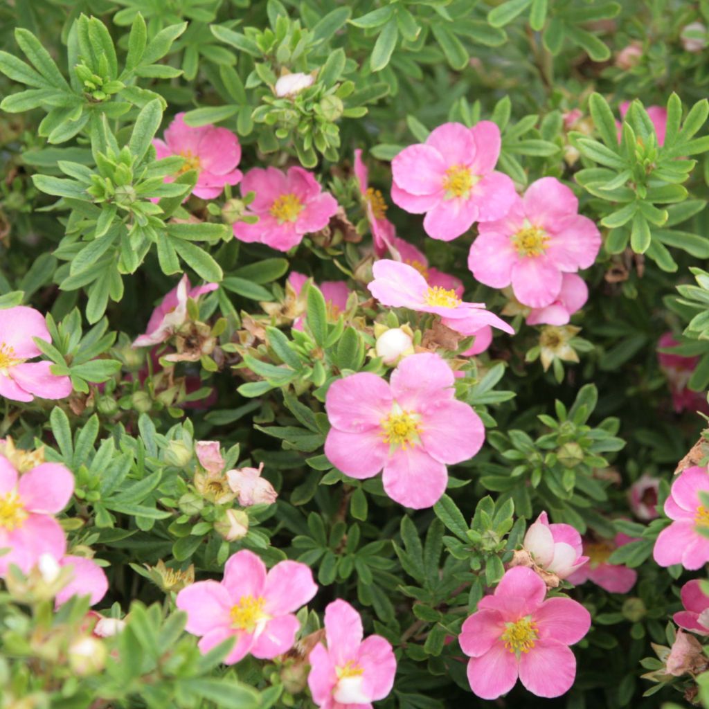 Potentilla fruticosa  Lovely Pink - Potentille arbustive.