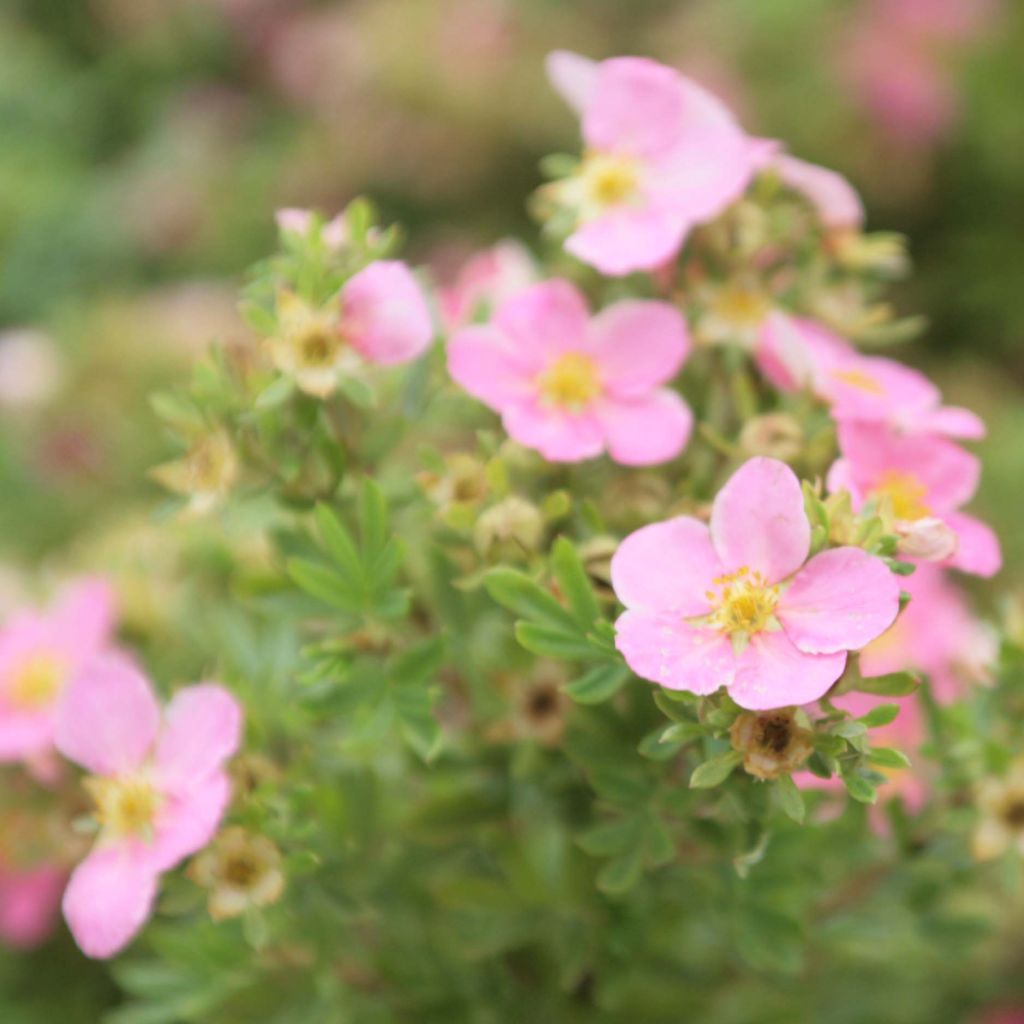 Potentilla fruticosa  Lovely Pink - Potentille arbustive.