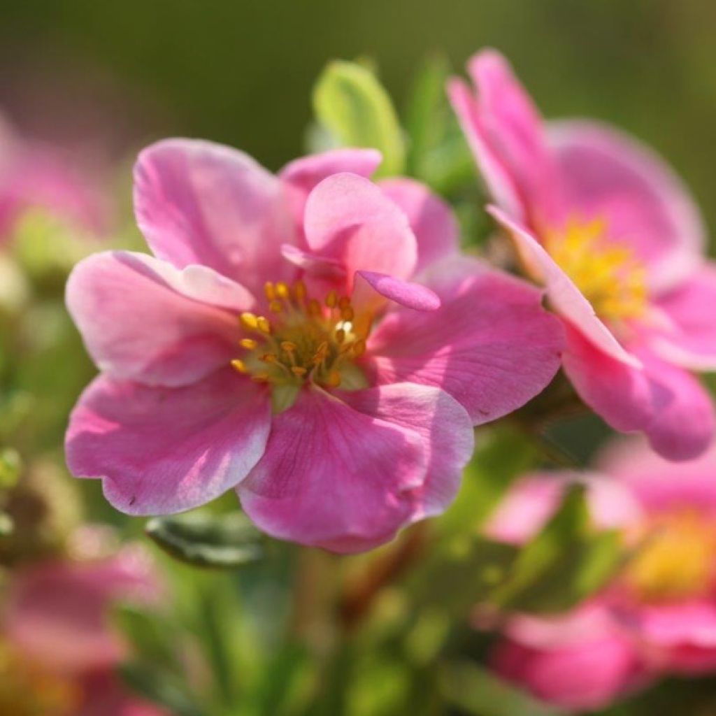 Potentille fruticosa Pink Paradise