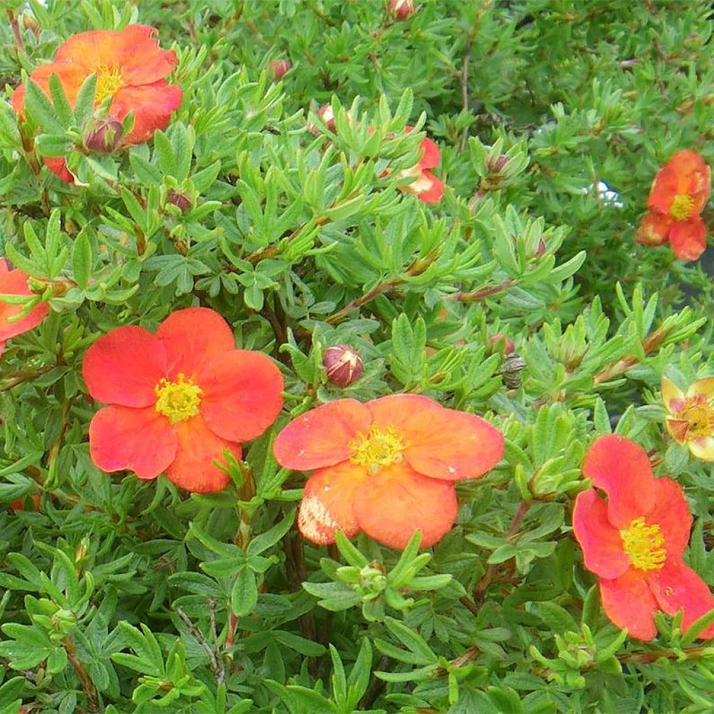 Potentille arbustive - Potentilla fruticosa Red Joker