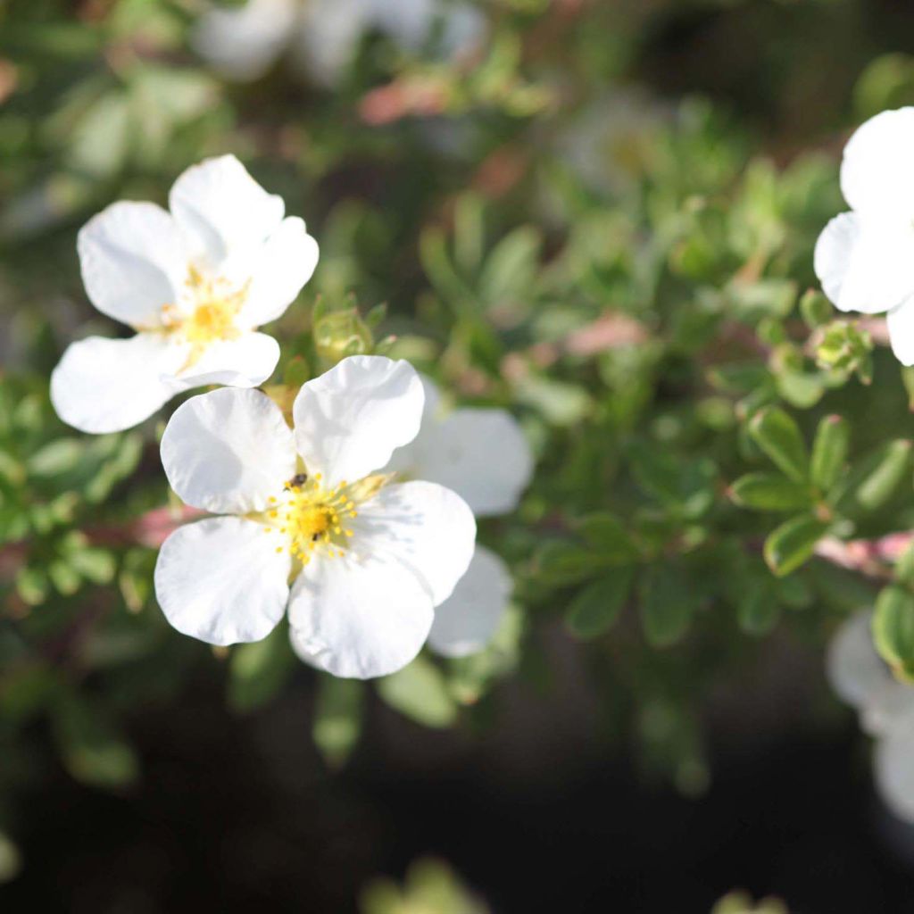 Potentilla fruticosa White Lady - Potentille arbustive