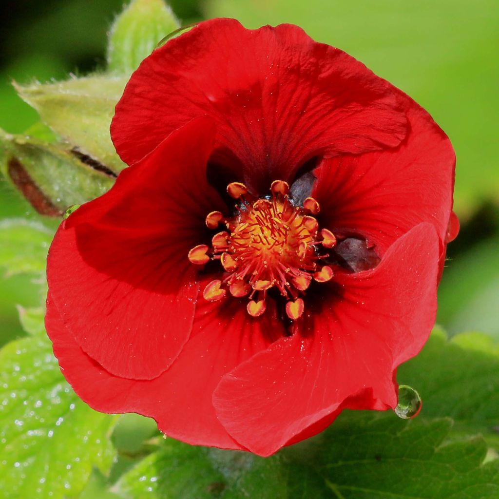 Potentilla Flamenco