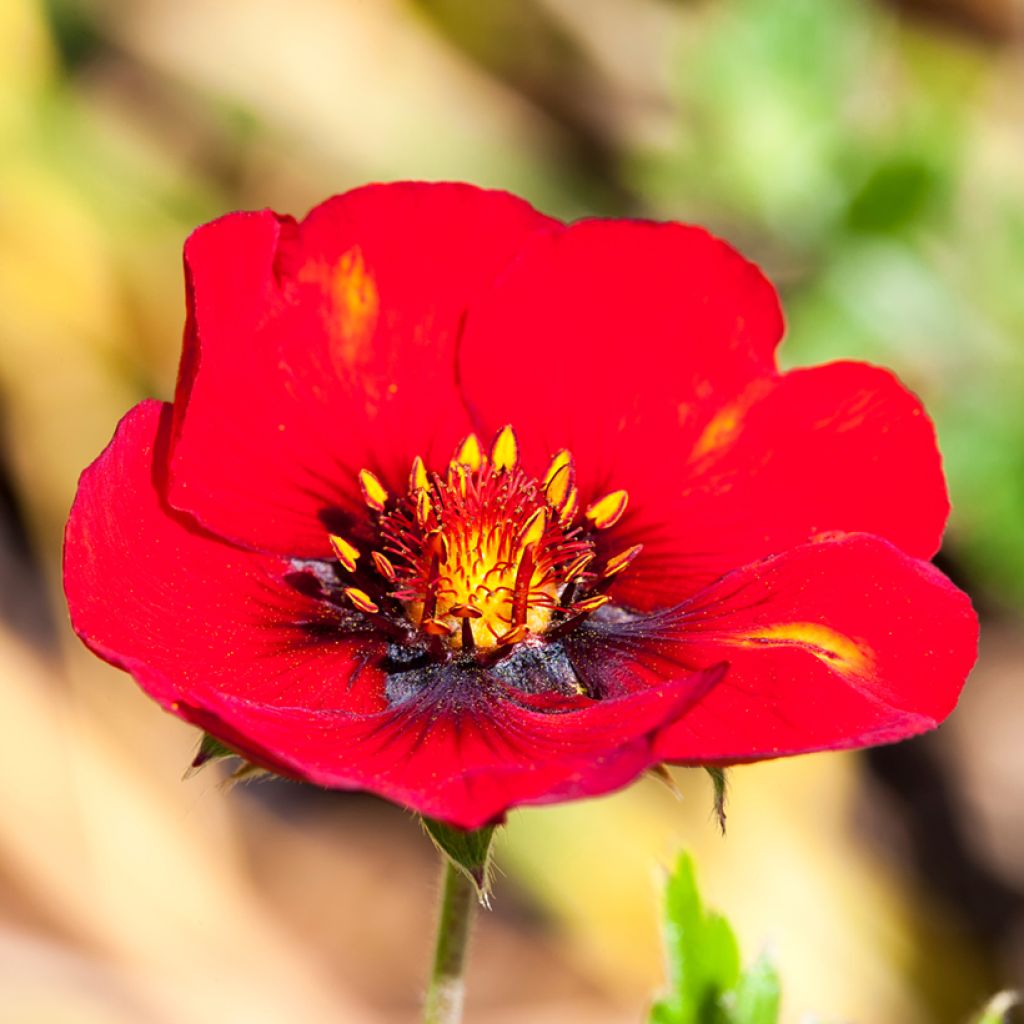 Potentilla Flamenco