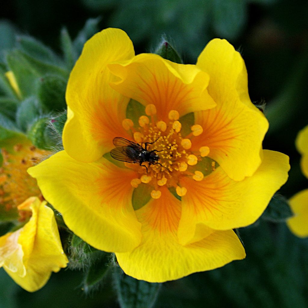 Potentilla megalantha