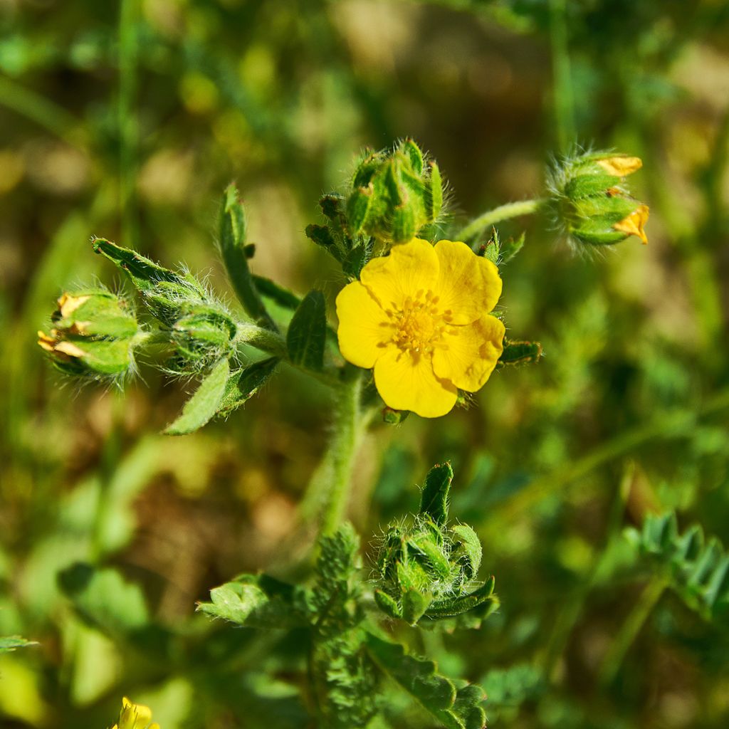 Potentilla megalantha