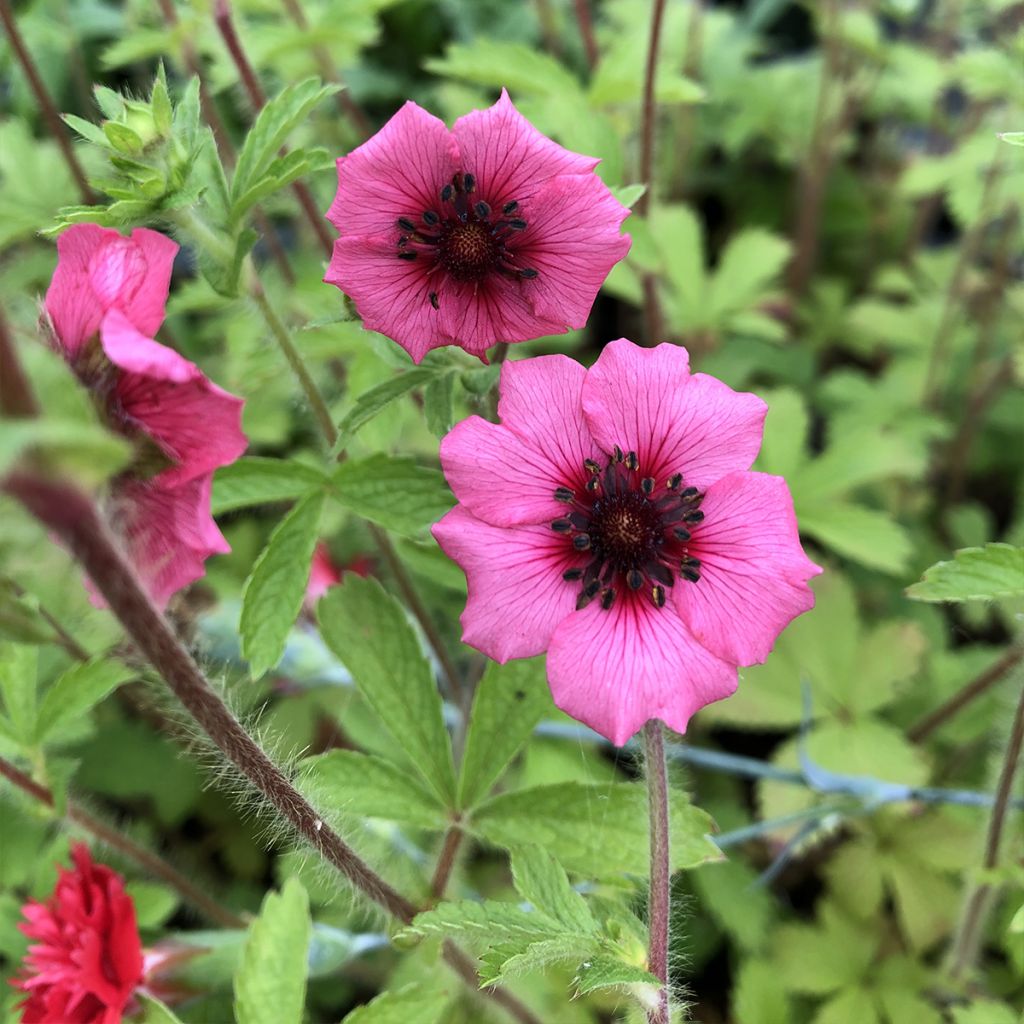 Potentilla nepalensis Miss Willmott - Potentille vivace du Népal