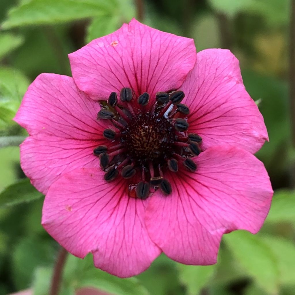 Potentilla nepalensis Miss Willmott - Potentille vivace du Népal