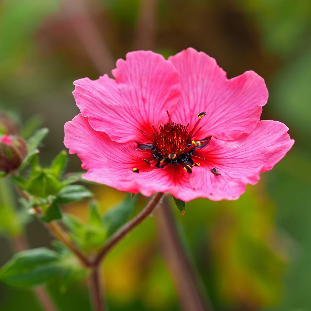 Potentilla nepalensis Miss Willmot