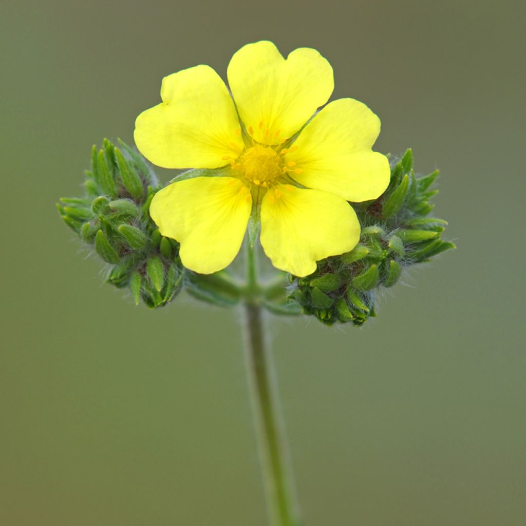 Potentilla recta Warrenii