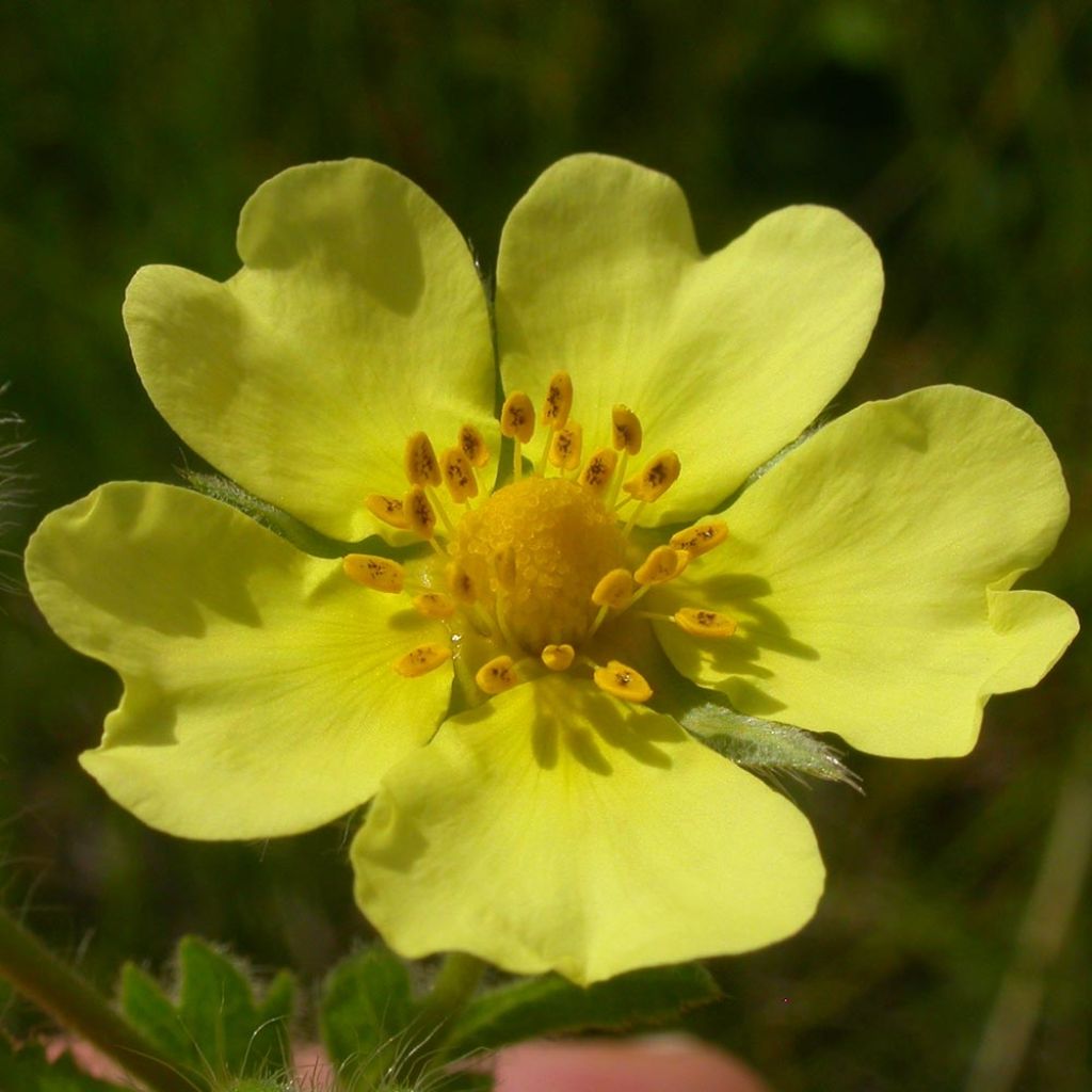 Potentilla recta Warrenii