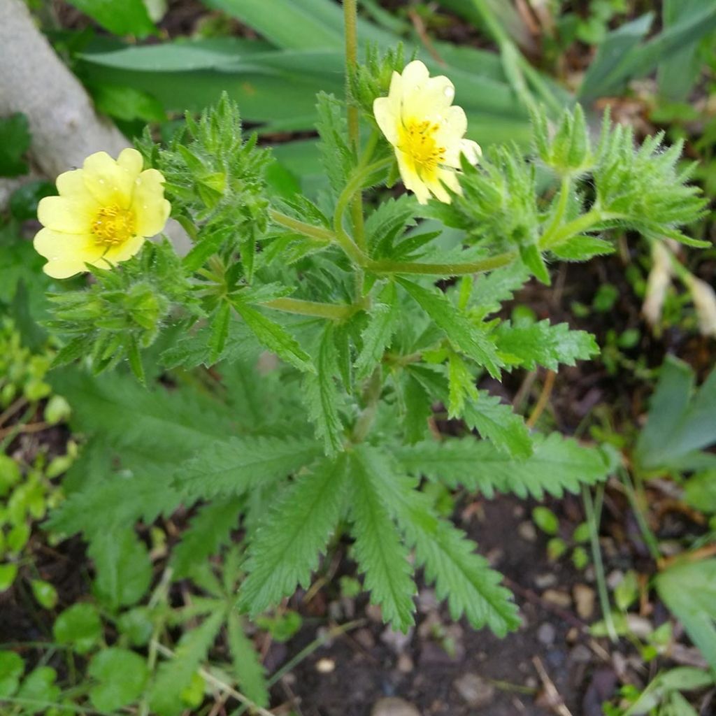 Potentilla recta Warrenii