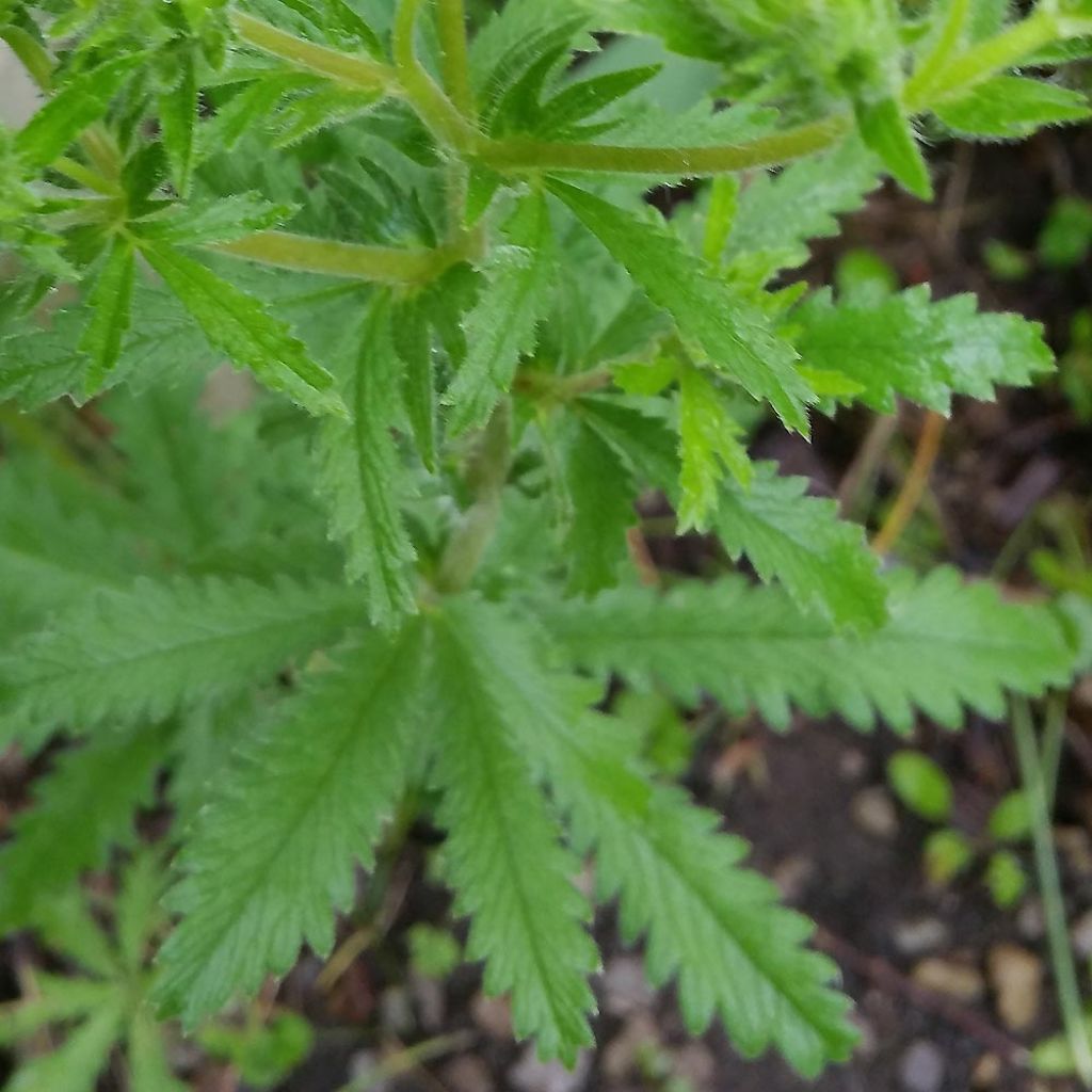 Potentilla recta Warrenii