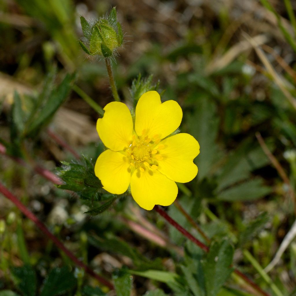 Potentilla verna