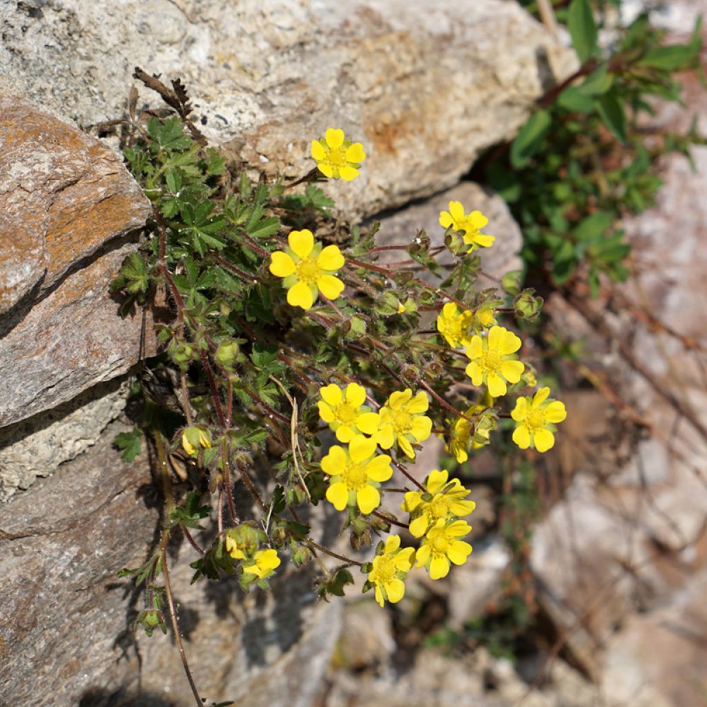 Potentilla verna