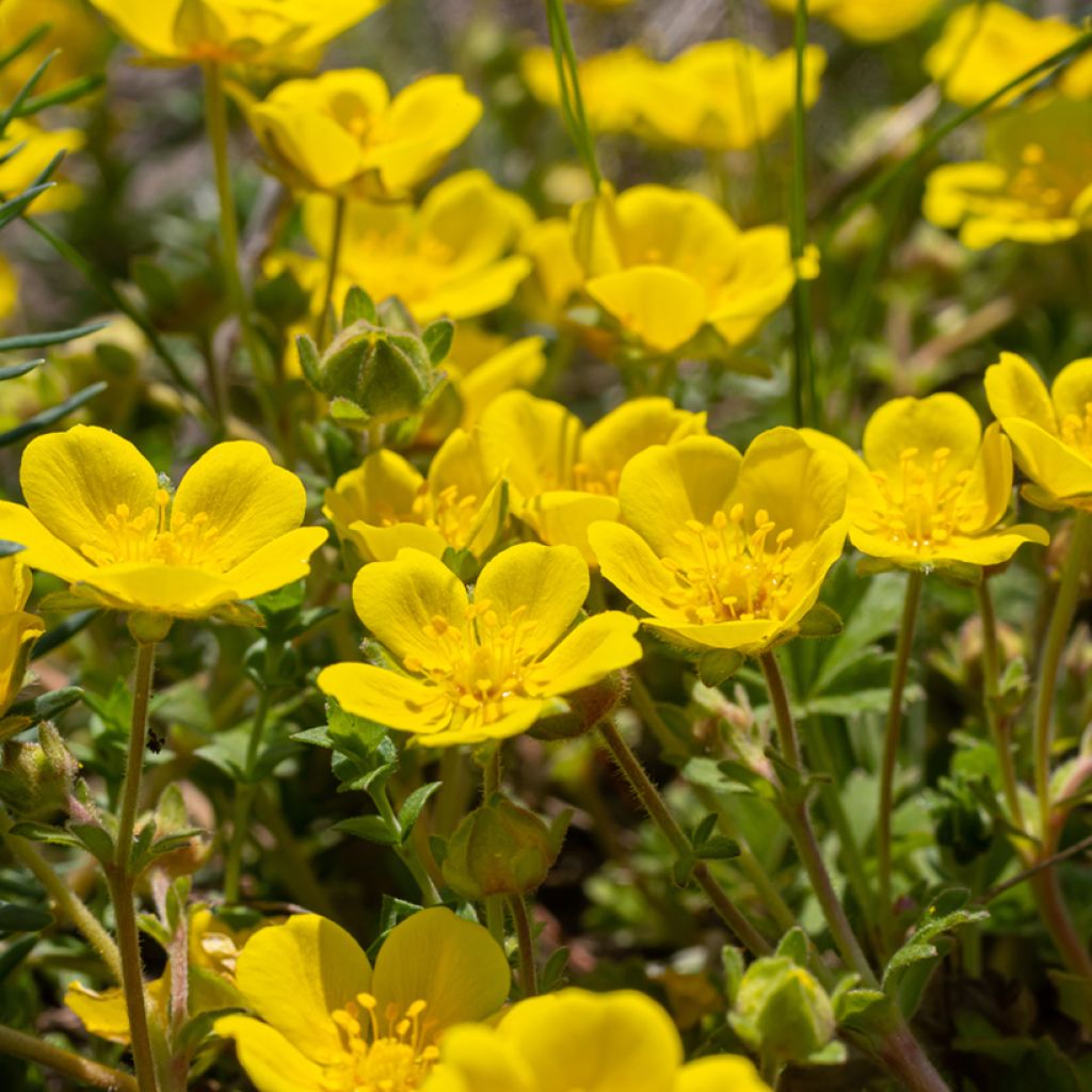 Potentilla verna