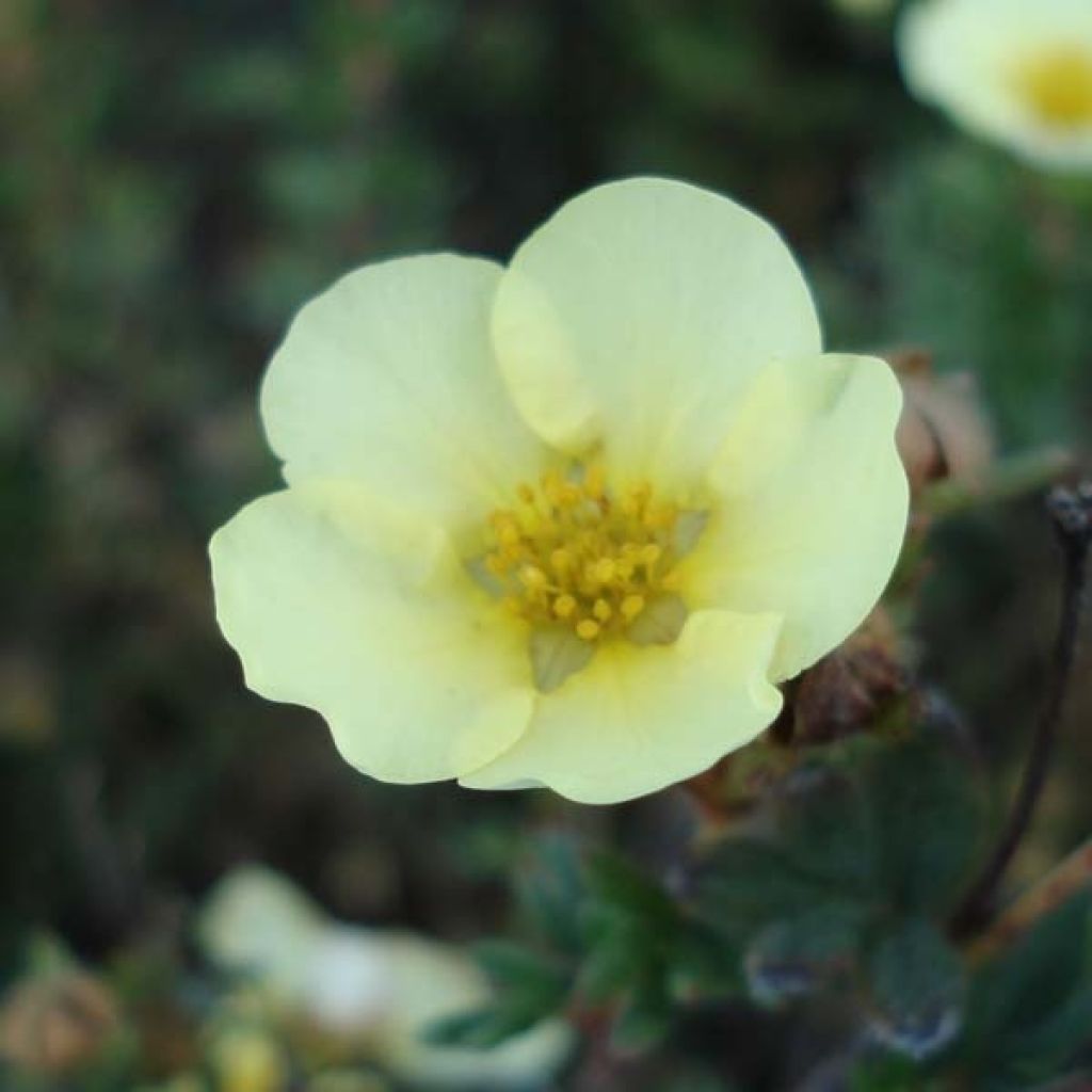 Potentilla fruticosa Primrose Beauty