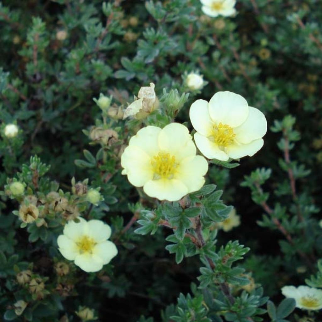 Potentilla fruticosa Primrose Beauty