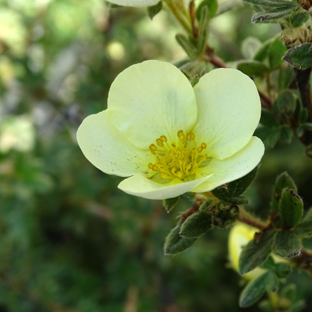 Potentilla fruticosa Primrose Beauty