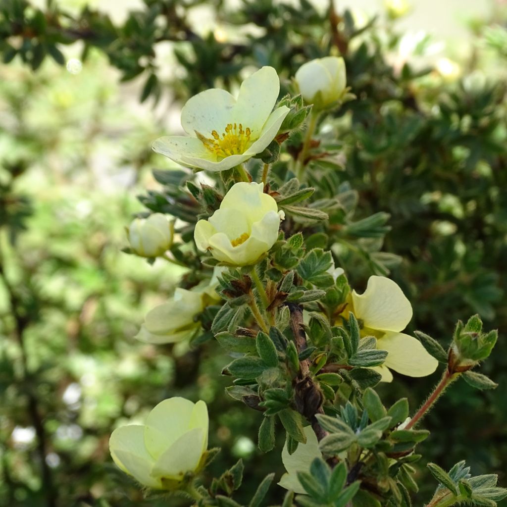 Potentilla fruticosa Primrose Beauty