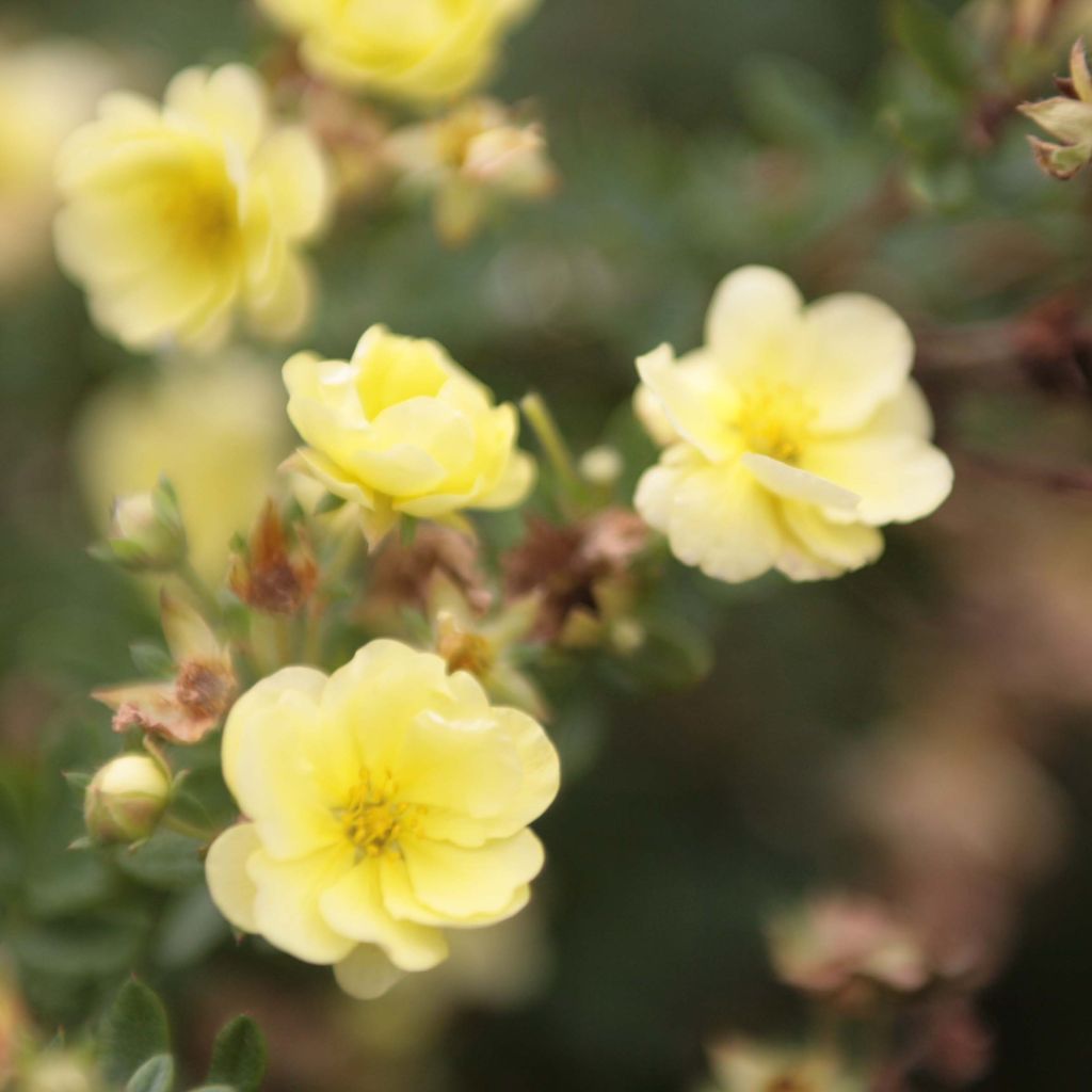 Potentille Lemon meringue - Potentilla fruticosa