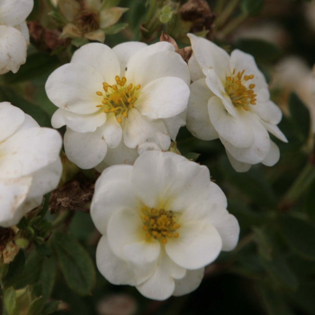 Potentilla fruticosa Creme brulée