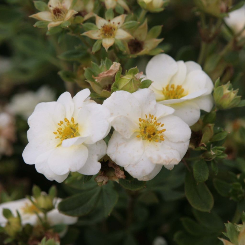 Potentilla fruticosa Creme brulée