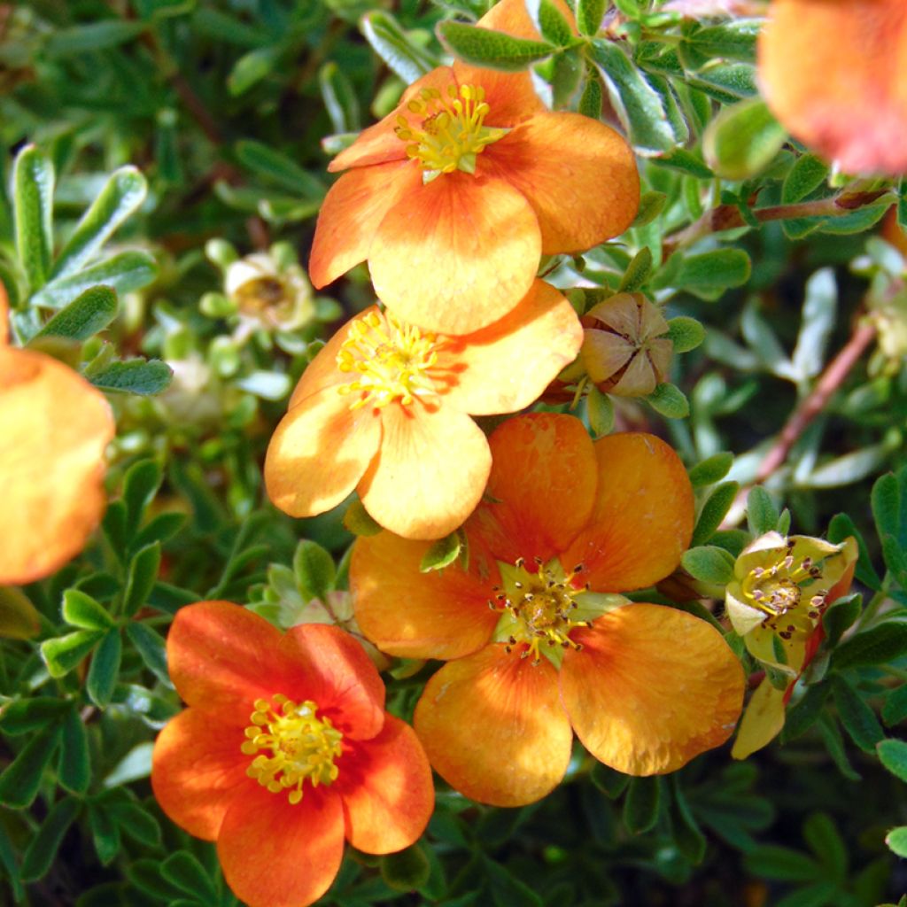 Potentilla fruticosa Hopley's Orange