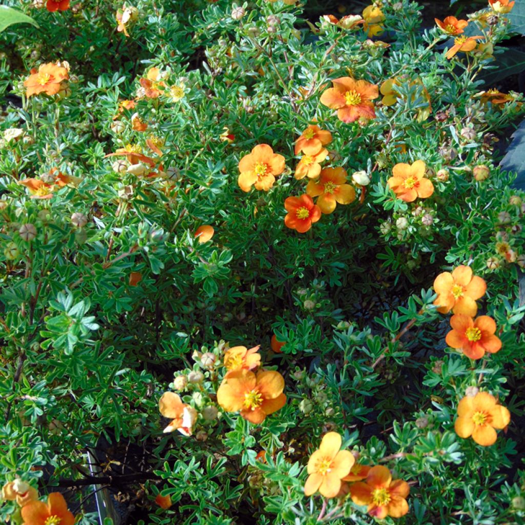 Potentilla fruticosa Hopley's Orange