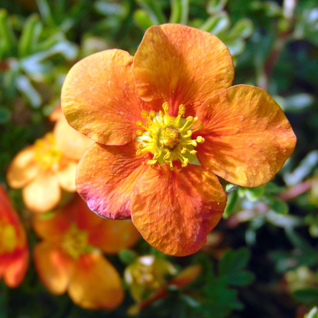 Potentilla fruticosa Hopley's Orange