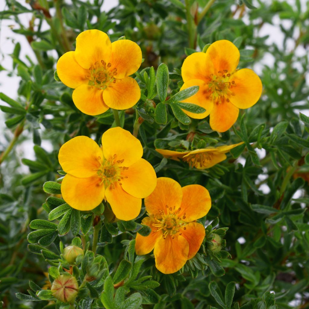 Potentilla fruticosa Hopley's Orange