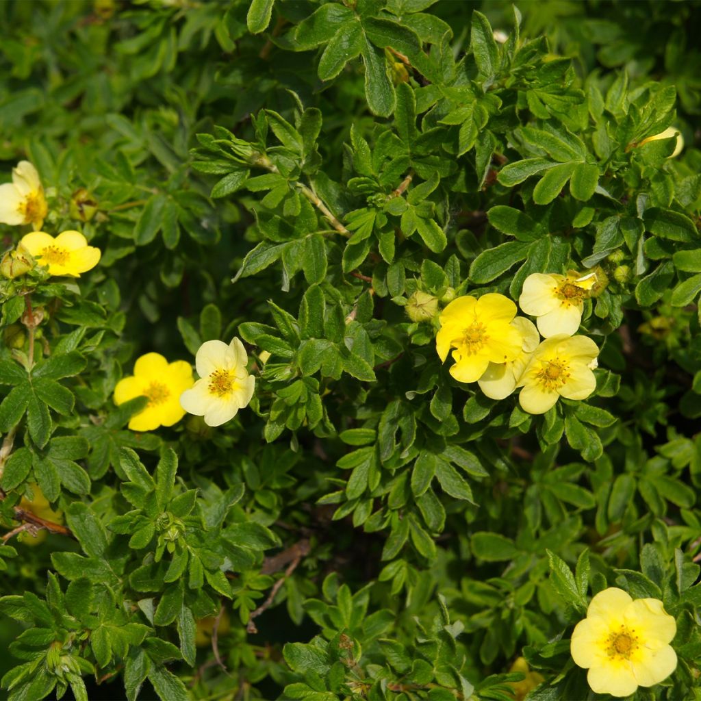 Potentille arbustive - Potentilla fruticosa Sommerflor