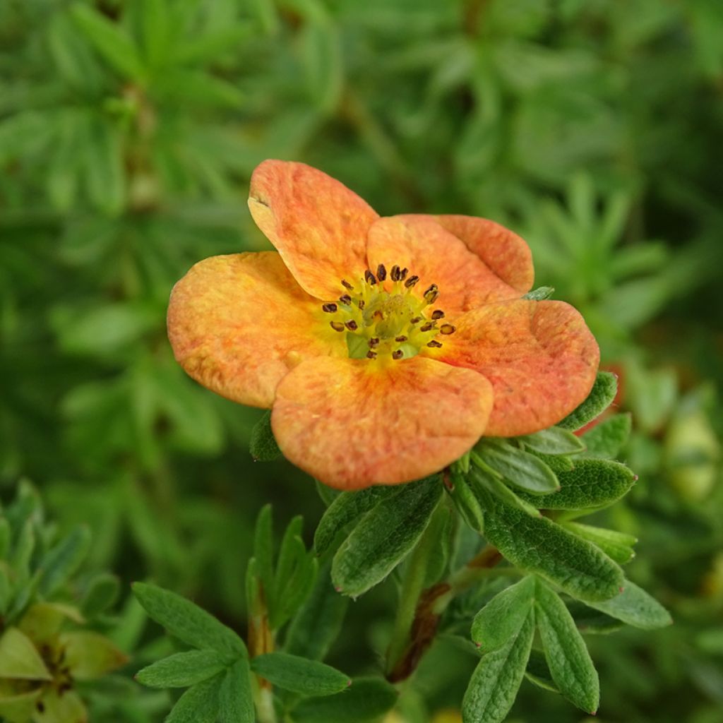 Potentilla fruticosa Orangissima - Potentille arbustive