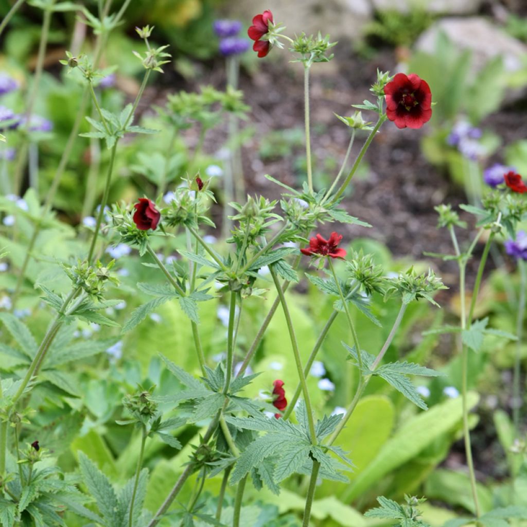 Potentilla atrosanguinea