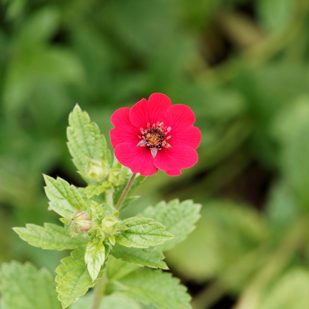 Potentilla Gibson s Scarlet