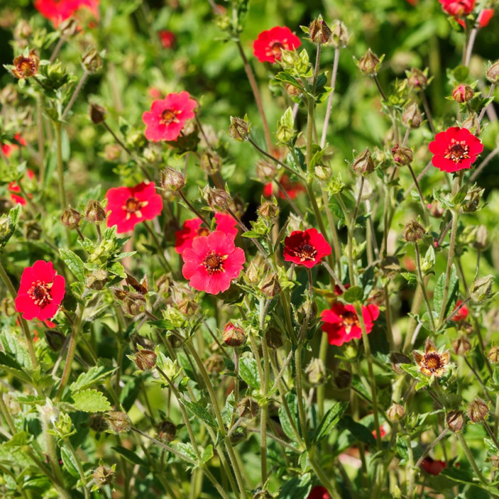 Potentilla Gibson s Scarlet