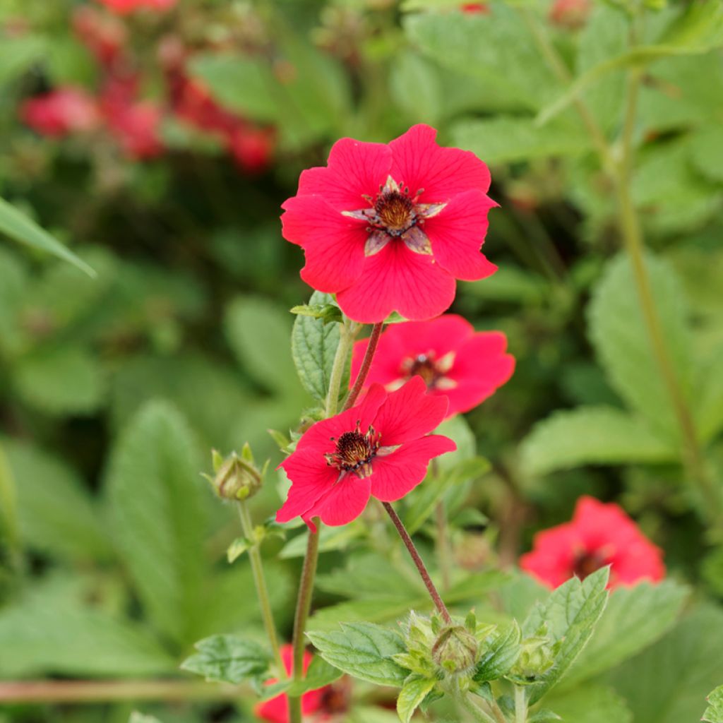 Potentilla Gibson s Scarlet