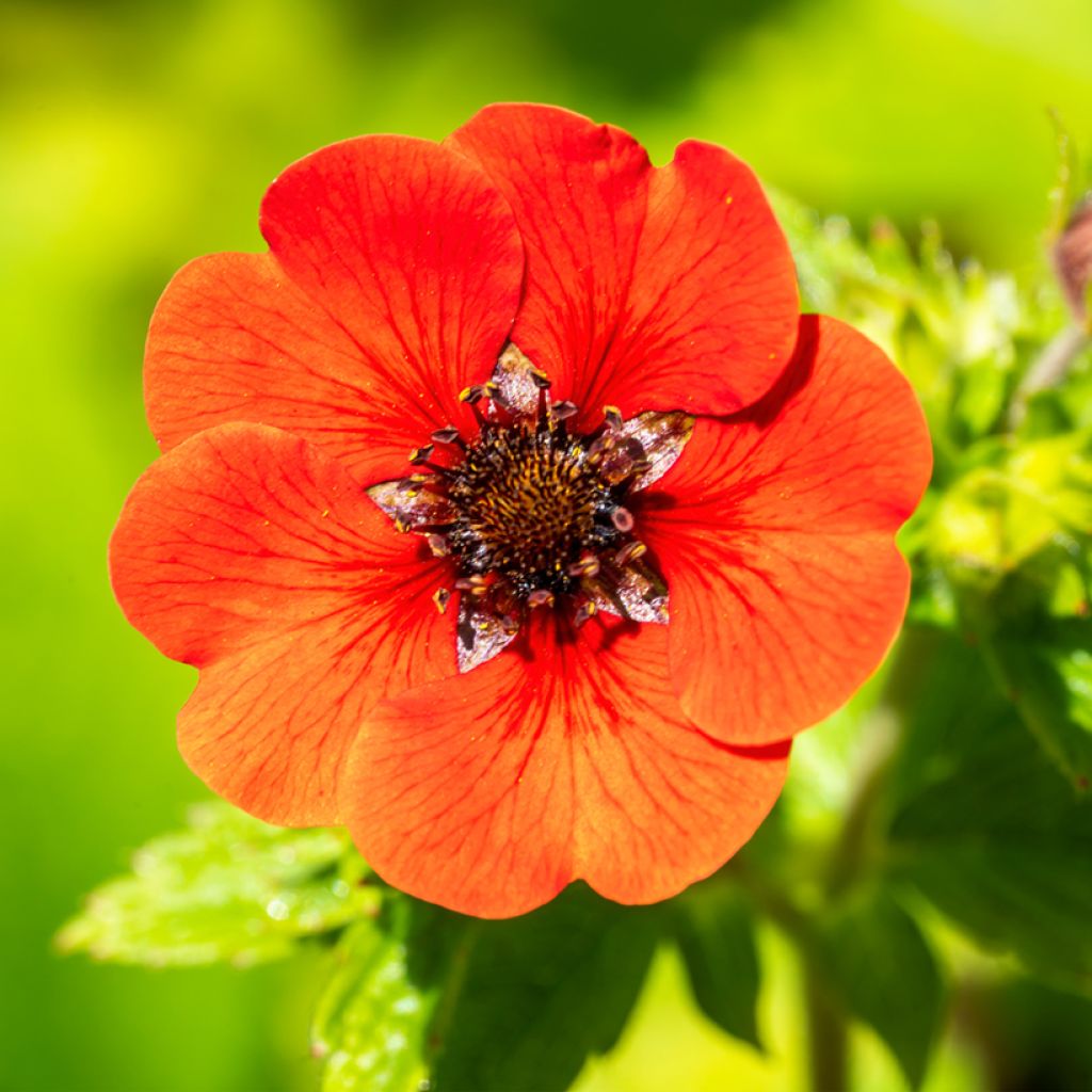 Potentilla Gibson s Scarlet