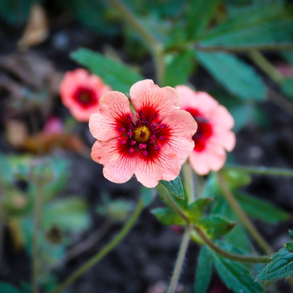 Potentilla hopwoodiana