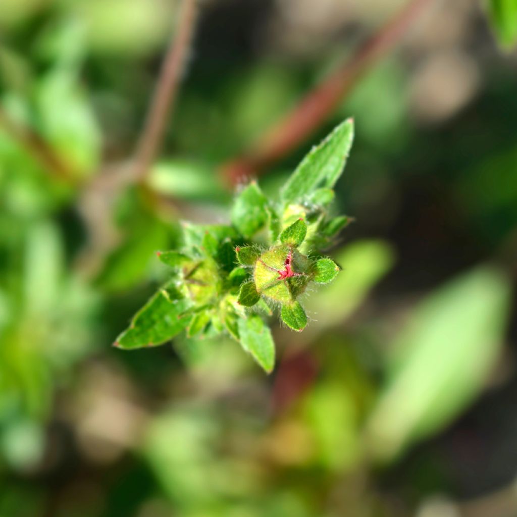 Potentilla hopwoodiana