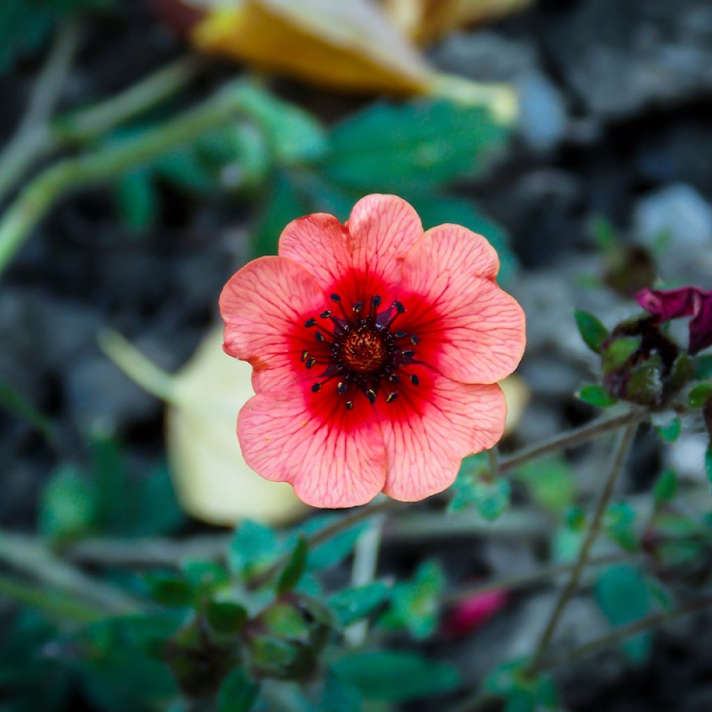 Potentilla hopwoodiana