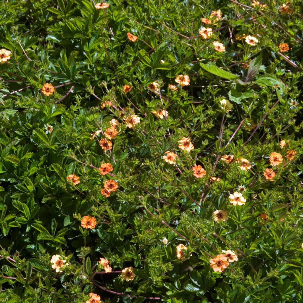 Potentilla tonguei