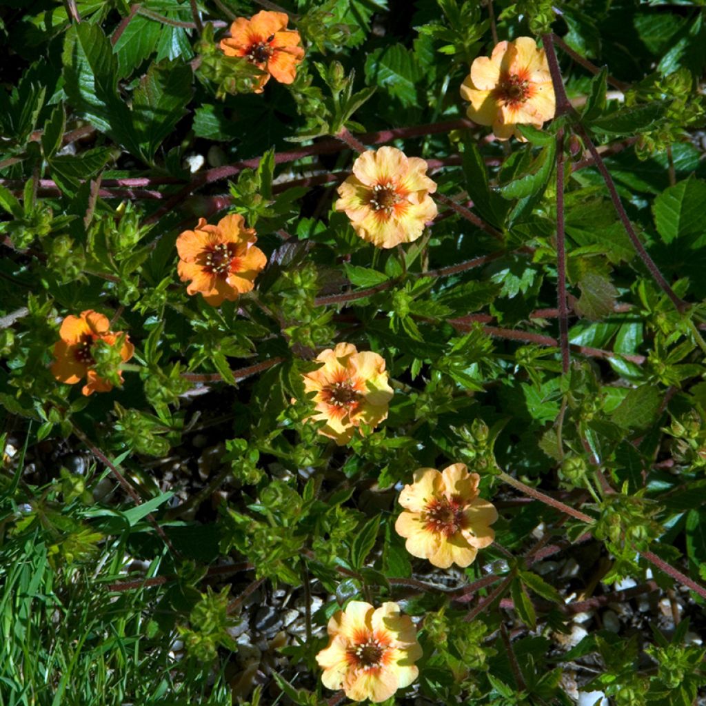 Potentilla tonguei