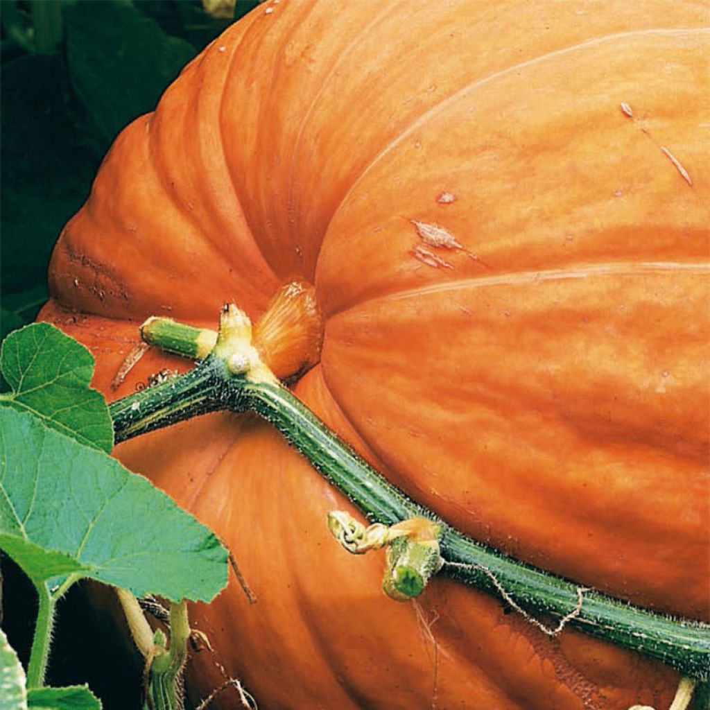 Calabaza Atlantic Giant