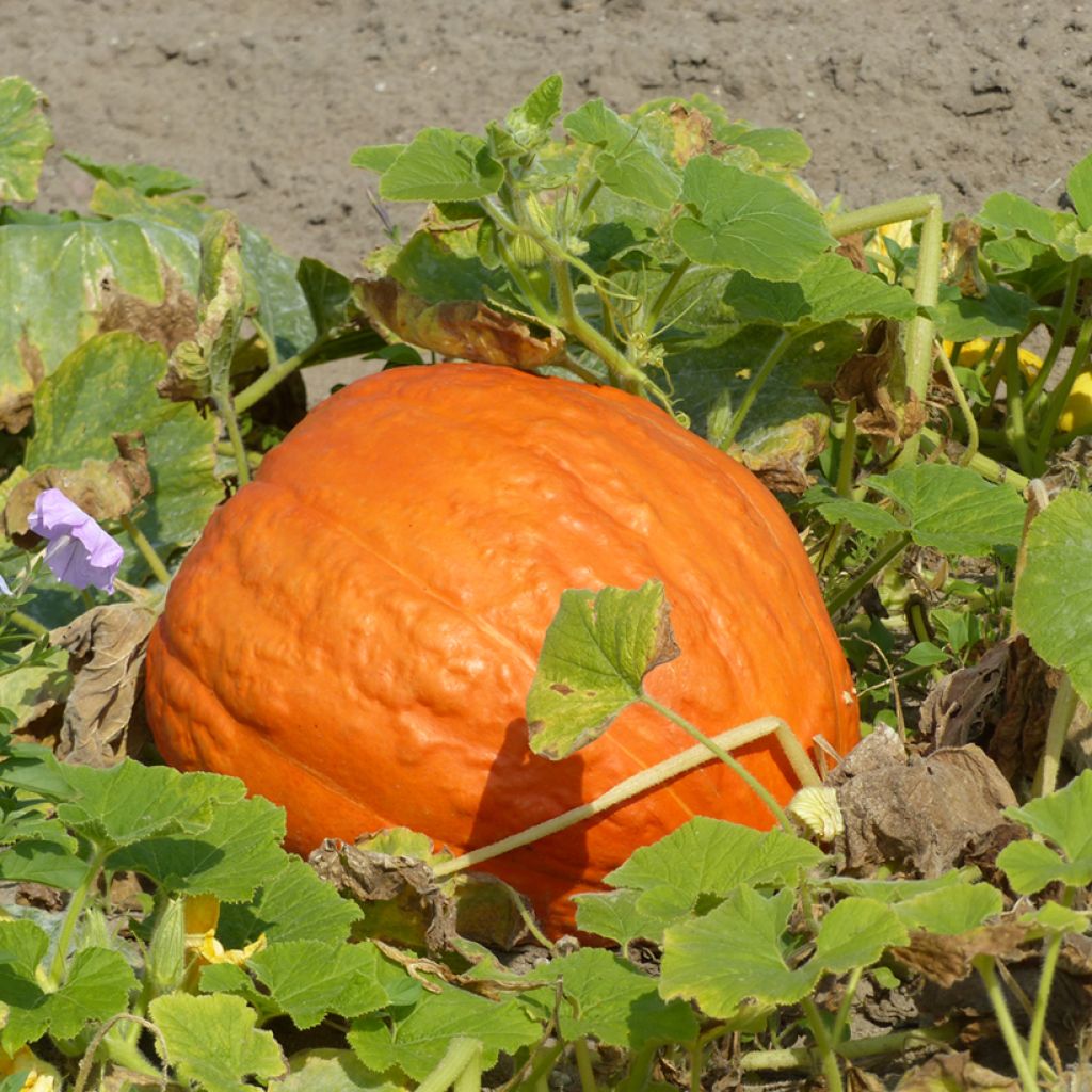 Calabaza Atlantic Giant