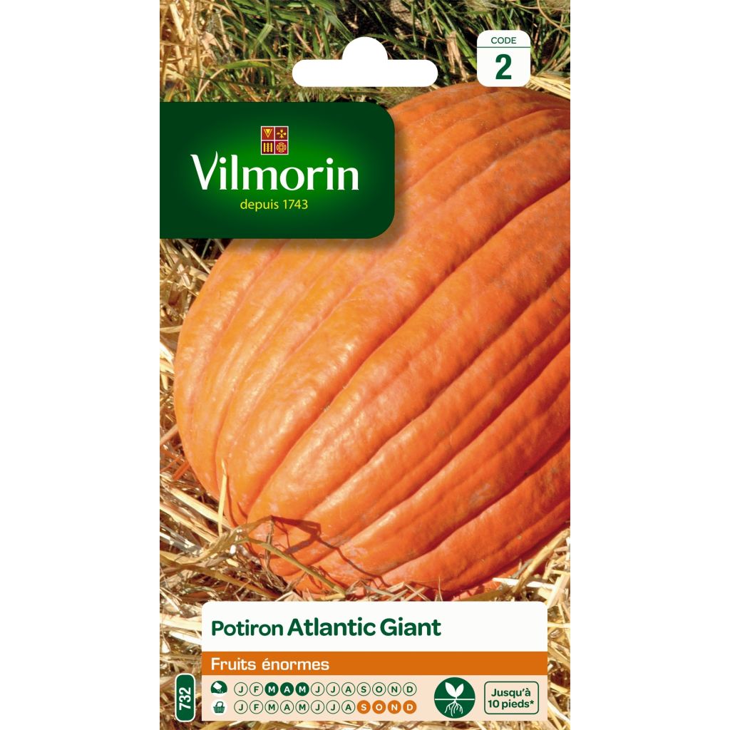 Calabaza Atlantic Giant - Vilmorin