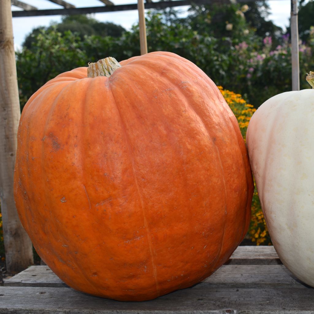 Calabaza Atlantic Giant - Vilmorin